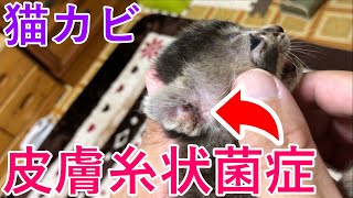 【保護猫】子猫の耳が皮膚糸状菌症だったので病院へ行きました【保護子猫】