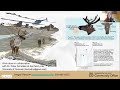 understanding what caribou hear and how they respond to sound disturbance