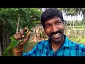 agriculture நாட்டு பாகற்காய்