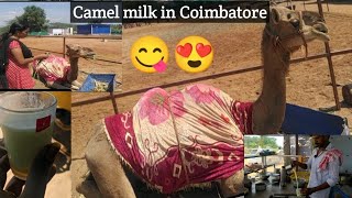 Camel Milk and Farm in Coimbatore | கோவையில் ஒட்டக பால் விற்பனை | Tamilnadu | Tamil - தமிழ்