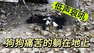 小黑狗被恶犬疯狂攻击，躺在地上奄奄一息，看着真是让人痛心