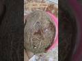 Remove the top shell of the whole coconut ||#shorts