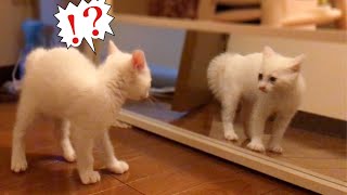 子猫が生まれて初めて鏡を見た時の反応　Kitten looking in the mirror for the first time