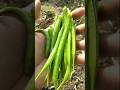 harvesting cluster beans to make vegetable #nature #farming #clusterbeans #shorts