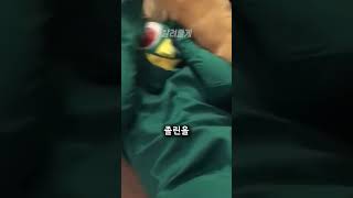 거대한 애착인형을 만난 강아지ㅋㅋㅋ