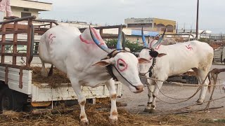 Devdurga bull market// Saturday bull market