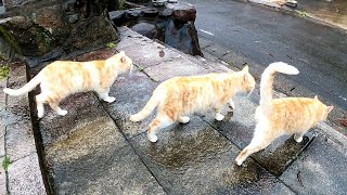 【お寺で雨宿り】雨が止んだので帰ろうとしたら猫達が付いてきた