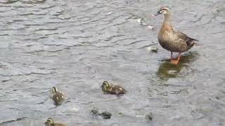 2023年7月14日の野鳥、カルガモの親子