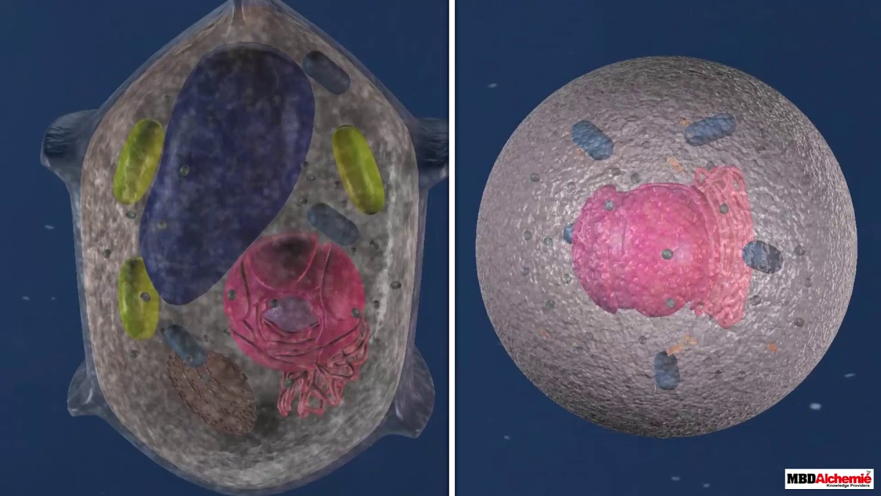 Real Animal Cell Under Microscope Animal Cell An Overview