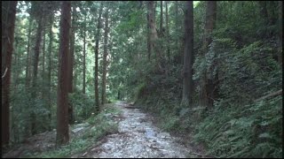 A413 四国八十八箇所へんろ(HENRO)道Ⅲ-3 ＜十二番焼山寺～杖杉庵 2/2＞