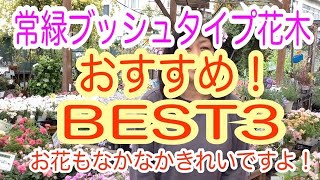 2022/4/29 またまた、おすすめのＢＥＳＴ３を紹介しちゃいます！今回は、背が低くて、こんもりまとまる樹形、お花もなかなかきれいな花木たちです！