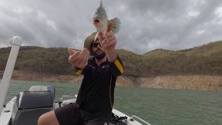 How to catch Golden Perch: Episode 3 Using sounders to locate and catch