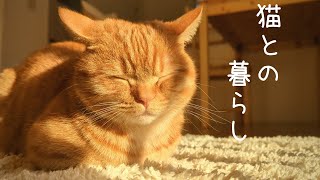 猫と過ごす休日が最高に癒されます【Vlog】＃子猫 ＃マンチカン ＃うに