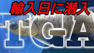 TGAアロワナ輸入日に潜入‼️【West Japan AROWANA】