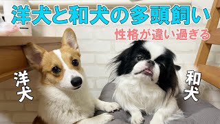 【性格が違い過ぎる犬種の多頭飼い】一緒に暮らして５か月心配していた２匹の関係は予想外なものでした