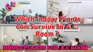 Indoor Plants for Air Conditioned room | which Plants can survive in AC room?