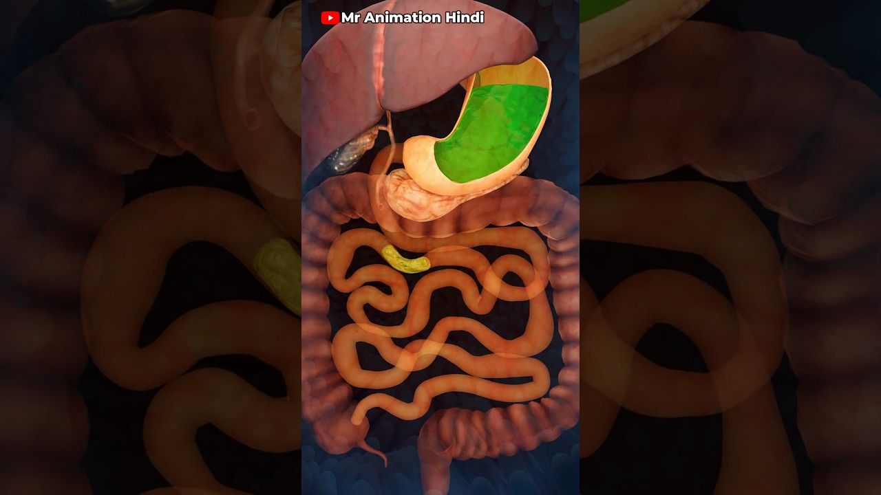 How Digestive System Works 3d Animation Go It