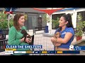 clear the shelters humane society of tampa bay looking for families for hundreds of pets