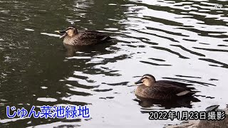 【4K】じゅん菜池・水面に映る木々や空・きれいな波紋・動き始めるカモたち（2022年1月23日）