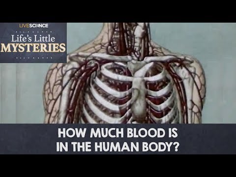 How much blood do humans normally have?