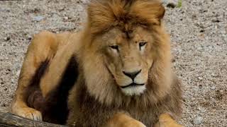 Wildlife Video | Animals Video | Best Animals compilation 2021 | Forest Animals Video | Wild Animals