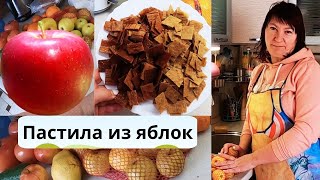 Пастила из яблок без сахара и в сушилке и в духовке. Очень вкусно #пастила #рецепты #яблоки