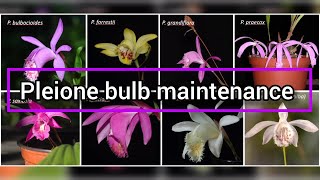 Pleione formosana a garden orchid repotting \u0026 general care