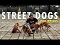 Street Dogs of the Philippines