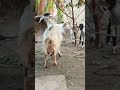 bakari ke love stori comedy goat animals goatfarmingkarnekatarika