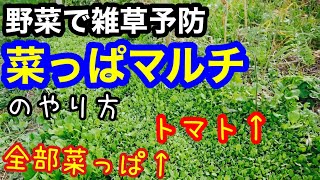 【野菜で雑草予防】菜っ葉マルチのやり方と注意点について［自然農］2021年5月24日～6月8日