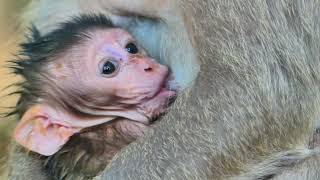 Really cute and healthy, the newborn baby monkey is nursing