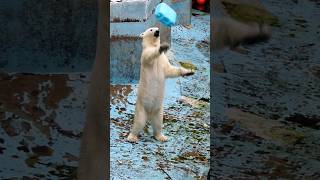 華麗なドリブルからシュートを決めるホウちゃん🐻‍❄️🏀【天王寺動物園】 #シロクマ #ホッキョクグマ #polarbear