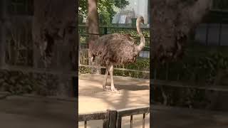 Ostrich at Zoo | Animals | Big bird