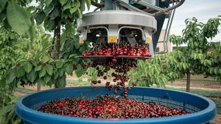 How Millions of Tons of Cherries Are Harvested \u0026 Processed 🍒 Modern Agricultural Technology