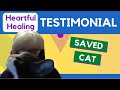 TESTIMONIAL:  CAT SAVED BY EMOTION CODE.   HOW THE EMOTION CODE AND BODY CODE CAN HELP ANIMALS