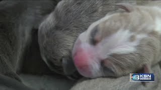 Six puppies found abandoned in Kansas Walmart parking lot