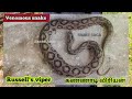 எச்சரிக்கை😱 விஷப் பாம்புகள் இப்படித்தான் பதுங்கி இருக்கும்🐍 இதைப் பாருங்கள் snake_saga