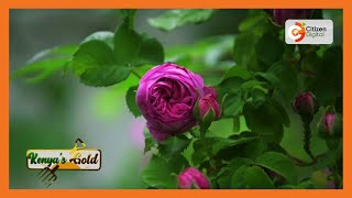 Kenya's Gold - Flower Farming - Gold Feature [Part 1]