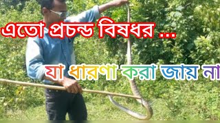 গোখরো থেকে 36 গুণ কালচিতি থেকে ১২ গুণ বিষধর এই সাঁপটি