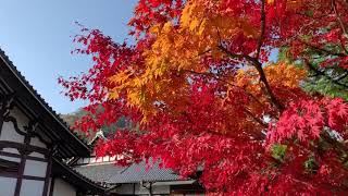 光明寺 大書院前の紅葉  2018年11月29日 秋【京都の紅葉】