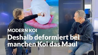 Wenn sich das Maul plötzlich komplett deformiert | Modern Koi Blog #7194