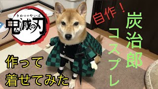 【鬼滅の刃\u0026柴犬】ハロウィンで自作の炭治郎のコスプレを着せてみた【PV風動画】