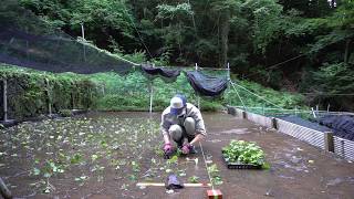 カメヤ自園わさび沢　伊豆市船原3(#わさび沢)（#伊豆)（#世界農業遺産）（#山葵）