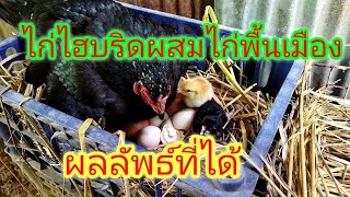 ผลลัพธ์ที่ได้ระหว่างการนำไก่ไฮบริดผสมกับไก่พันธุ์พื้นเมือง