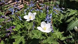 阿蘇の草原で花散策