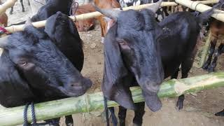 হাসনাবাদ গরুর হাটে খাসি ছাগলের মেলা 🐄 Hasnabad Cow \u0026 Goats Bazar In Keraniganj, Dhaka Area