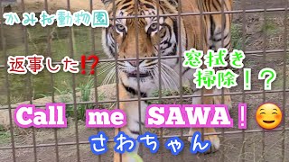 【かみね動物園】のトラのさわちゃん　Tiger　[SAWA]　KAMINE ZOO　 (In Oct of 2022)