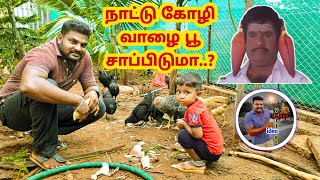 0% செலவில் பசுந்தீவனம் | Siva | #pasunthivanam  #lowcostfeedforchickensintamil