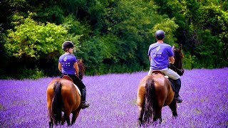 Terre Bleu:  Largest Lavender Farm in Ontario