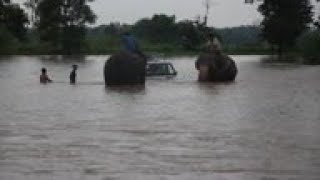 Elephants help Nepal tourists escape flooding